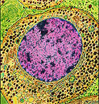 Colored transmission electron micrograph of a growth hormone-producing cell from the pituitary gland.